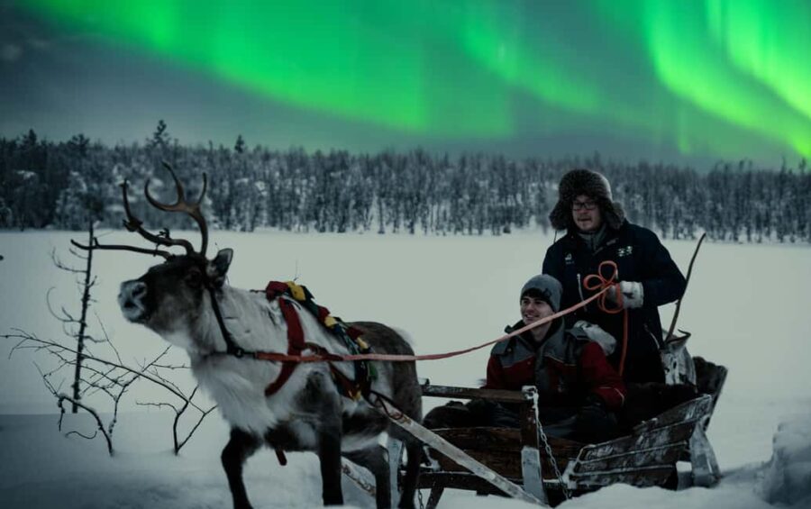 Rovaniemi: 2km Aurora Reindeer Safari Through the Forest - The Reindeer Sled Ride Through the Forest
