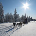 Rovaniemi: 7-Kilometer Self-Driven Apukka Husky Adventure - The Husky Sled Experience: Driving Your Own Pack