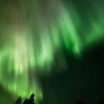 Rovaniemi: All-Inclusive Ranua Zoo Excursion & Aurora Dinner - Free Afternoon to Relax or Explore Rovaniemi