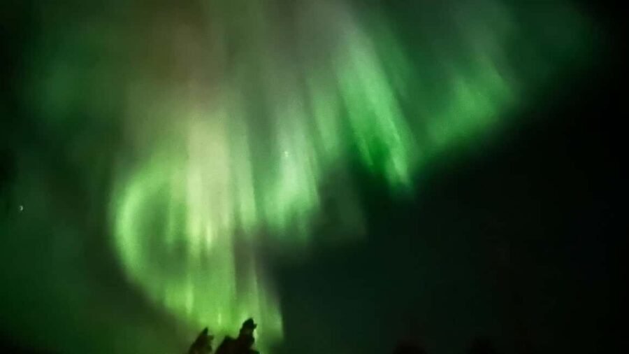 Rovaniemi: All-Inclusive Ranua Zoo Excursion & Aurora Dinner - Free Afternoon to Relax or Explore Rovaniemi