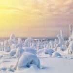 Rovaniemi: Arctic Animals Sleigh Rides and Wildlife Zoo - Starting Point at Nordic Unique Travels