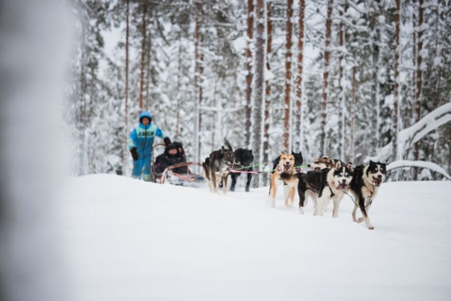 Rovaniemi: Arctic Circle Highlights by Snowmobile - Snowmobiling Through the Arctic Forests of Lapland