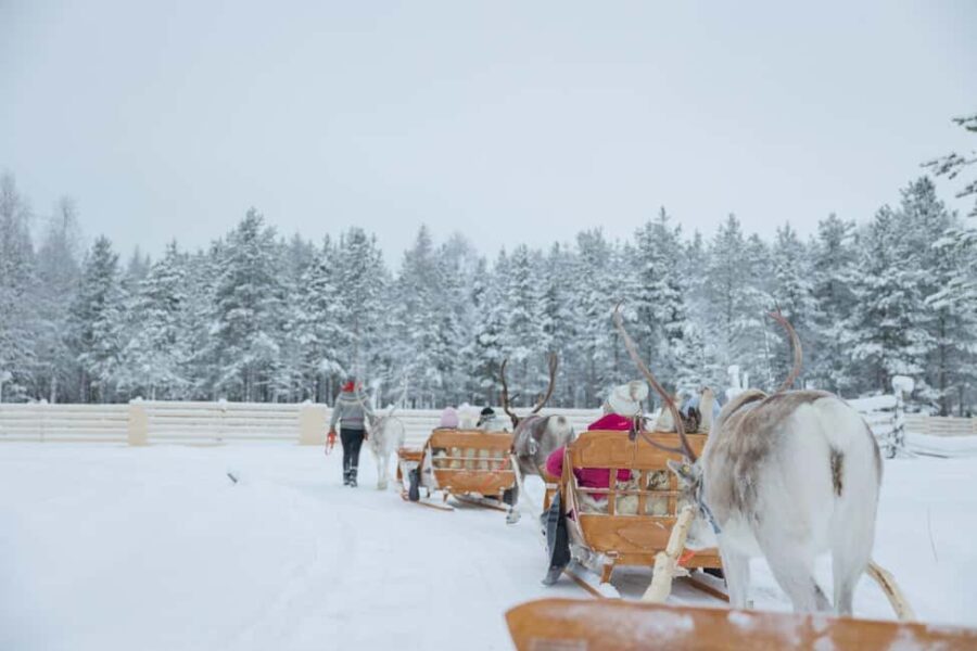 Rovaniemi: Arctic TreeHouse Experiences Reindeer Expedition - Convenient Pickups at Central Rovaniemi Locations