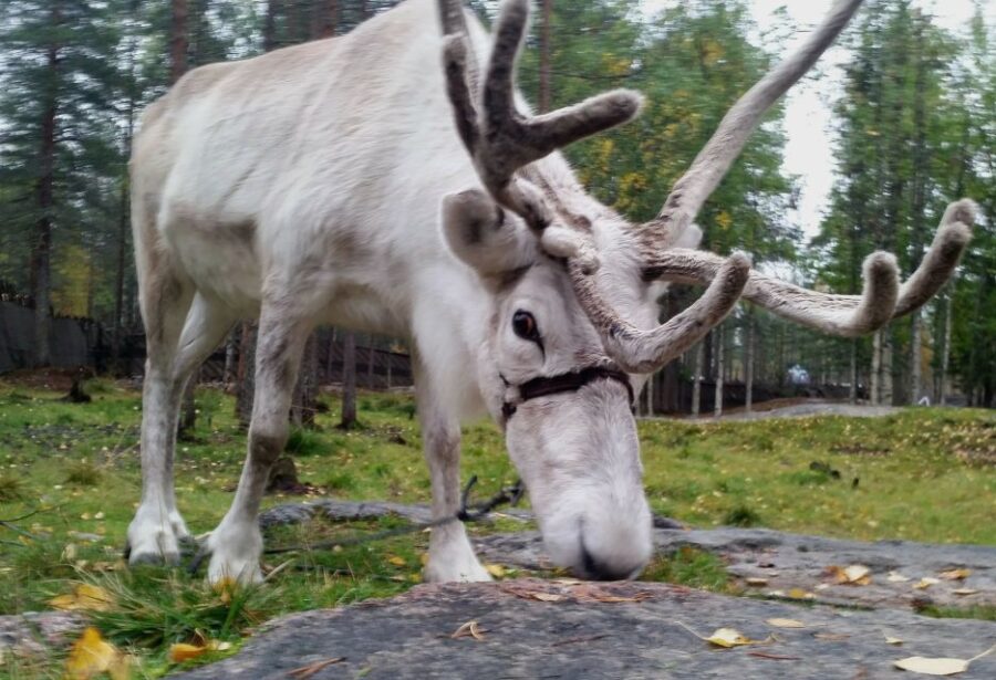 Rovaniemi: Authentic Reindeer Farm & Canoeing - Visiting a Genuine Reindeer Farm Near Rovaniemi
