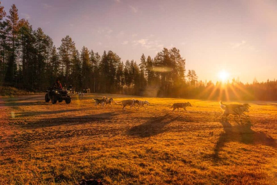 Rovaniemi: Autumn Husky Cart Ride with Hot Drink & Pickup - Starting at Your Rovaniemi Accommodation for Easy Access
