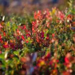 Rovaniemi: Berry and Mushroom Picking with Wilderness Guide - The Starting Point and Tour Duration in Rovaniemi