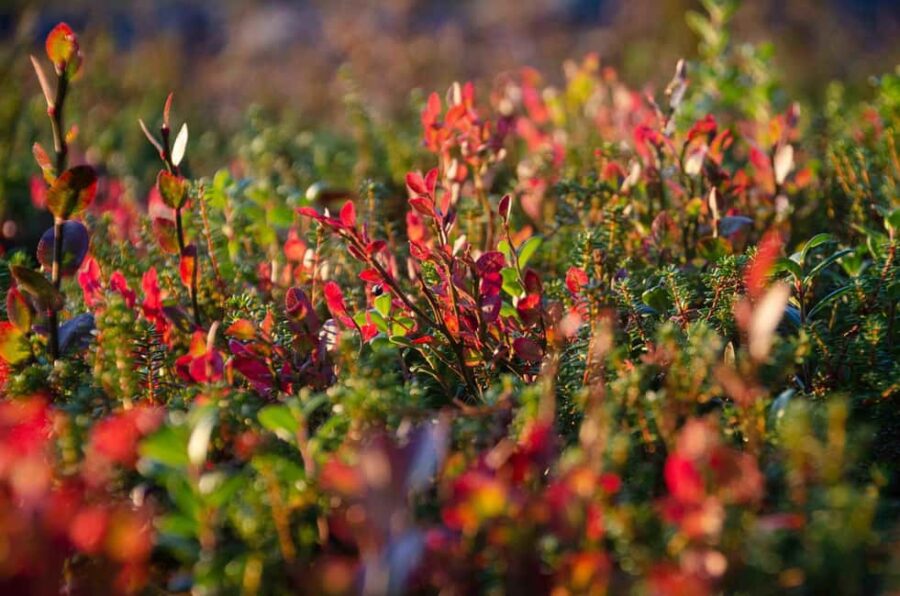 Rovaniemi: Berry and Mushroom Picking with Wilderness Guide - The Starting Point and Tour Duration in Rovaniemi