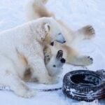 Rovaniemi: Day at Ranua Wildlife Park Arctic Zoo - The Unique Setting of Ranua Wildlife Park