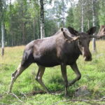 Rovaniemi: Day Trip to Ranua Wildlife Park - Exploring the Arctic Animal Collection