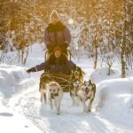 Rovaniemi: Daytime Husky Safari - The Husky Sled Ride Experience