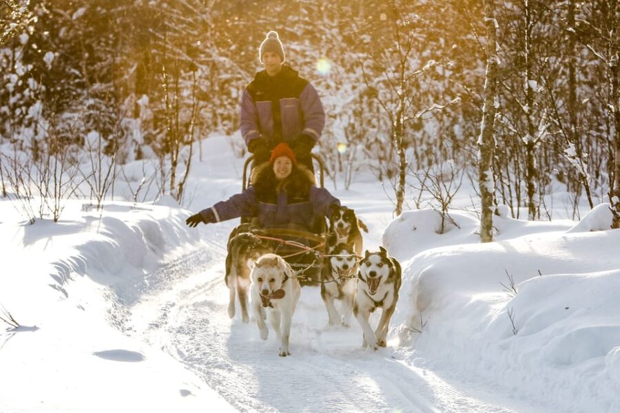 Rovaniemi: Daytime Husky Safari - The Husky Sled Ride Experience