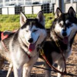 Rovaniemi: Drive Your Own Husky Team (Autumn) & BBQ - Drive Your Husky Team on a Specially Designed Wheeled Cart