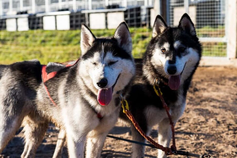 Rovaniemi: Drive Your Own Husky Team (Autumn) & BBQ - Drive Your Husky Team on a Specially Designed Wheeled Cart