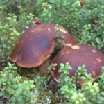 Rovaniemi forest foraging adventure: Pick, Prepare, Savor - Exploring Rovaniemi’s Forests for Berries and Mushrooms