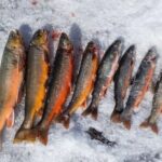 Rovaniemi: Half-Day Snowmobile & Ice Fishing Experience - Snowmobiling Across Lapland’s Forests and Lakes