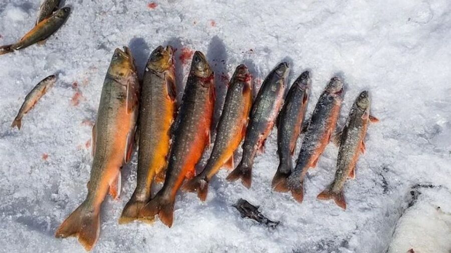 Rovaniemi: Half-Day Snowmobile & Ice Fishing Experience - Snowmobiling Across Lapland’s Forests and Lakes