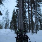 Rovaniemi: Hike up the historical arctic hill - Climbing the Arctic Hill: Terrain and Difficulty