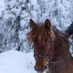Rovaniemi: Horse-Drawn Sleigh Ride with Snacks and Transfer - Interacting with Farm Animals Before the Ride