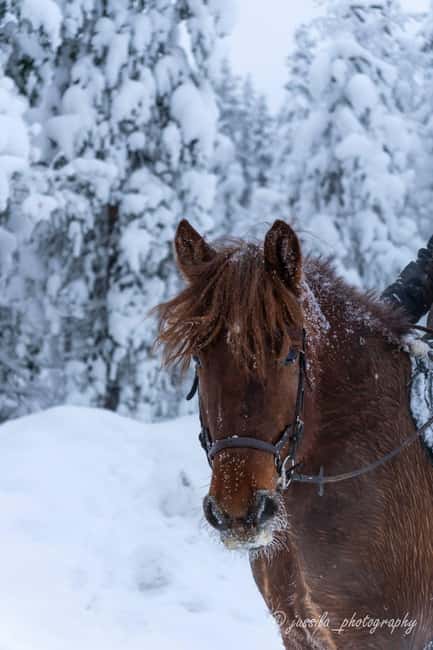 Rovaniemi: Horse-Drawn Sleigh Ride with Snacks and Transfer - Interacting with Farm Animals Before the Ride