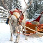 Rovaniemi: Husky and Reindeer Farm Visit with Sled Ride - Visiting a Friendly Husky Farm and Meeting the Dogs