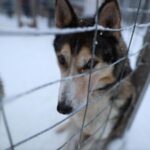 Rovaniemi: Husky and reindeer farm visit with sleigh rides - Sledge Rides: Optional Extras and Pricing