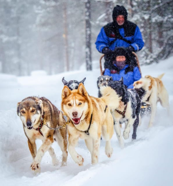 Rovaniemi: Husky and Reindeer farm with sleigh ride - Exploring a Traditional Reindeer Farm and Reindeer Sled Rides