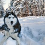 Rovaniemi: Husky Safari on a Snowy Trail - What You Do During the Husky Sled Ride