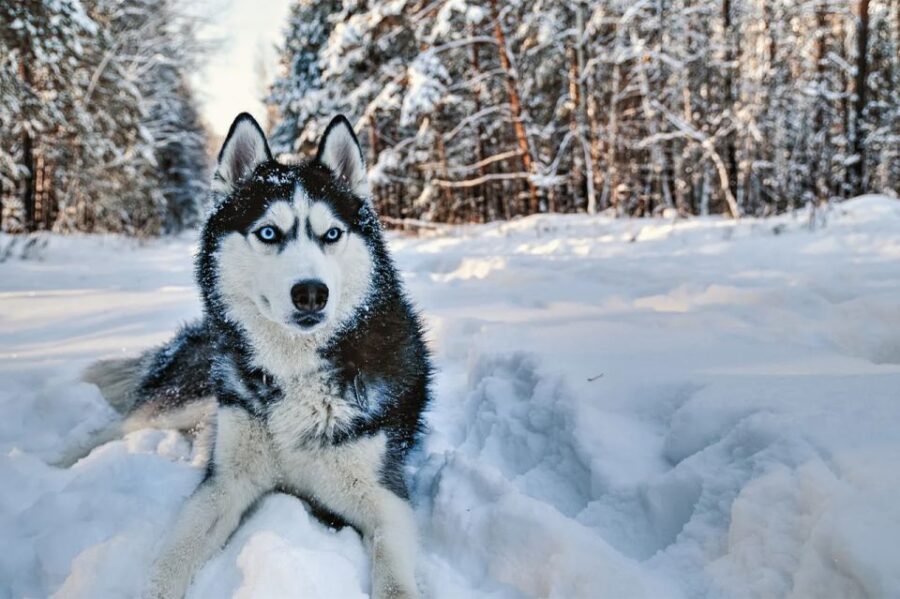 Rovaniemi: Husky Safari on a Snowy Trail - What You Do During the Husky Sled Ride