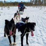 Rovaniemi: Husky Safari with Transfers & BBQ - Starting from the Heart of Lapland in Rovaniemi