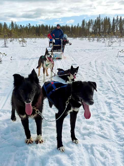Rovaniemi: Husky Safari with Transfers & BBQ - Starting from the Heart of Lapland in Rovaniemi