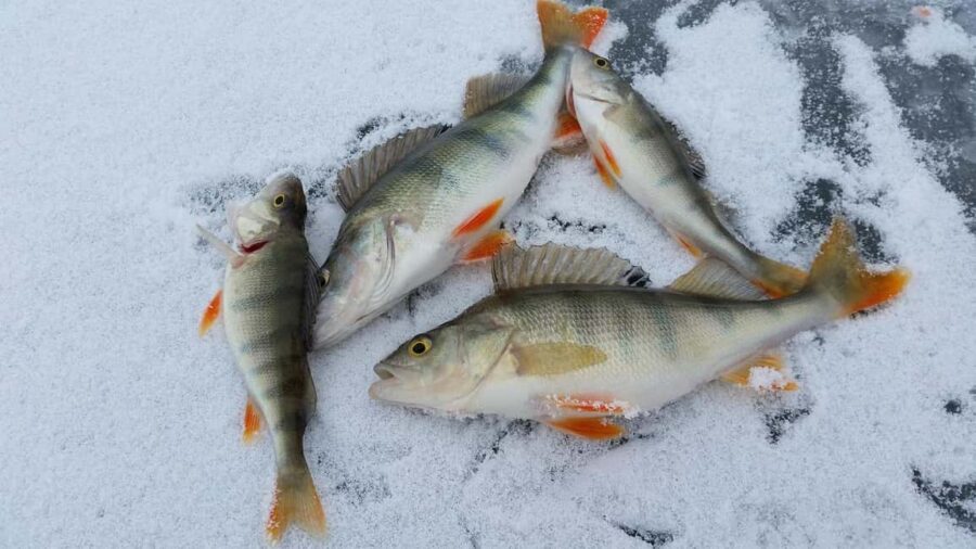 Rovaniemi: Ice Fishing Adventure - What Makes the Ice Fishing Locations in Lapland Special