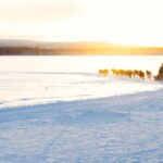 Rovaniemi: Insider 10 km Husky Sled Ride - Preparing for the Arctic Cold