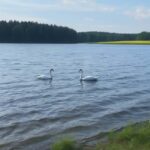 Rovaniemi: Insider Arctic Birdwatching Tour - Spotting Arctic Birds with Shared Binoculars