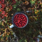 Rovaniemi: Insider Berry and Mushroom Picking & Pancakes - Exploring the Forests of Lapland for Berries and Mushrooms