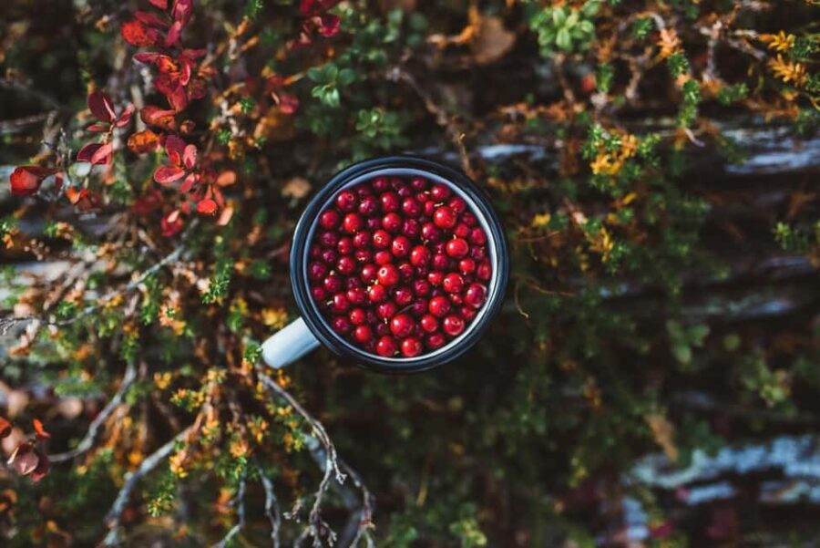 Rovaniemi: Insider Berry and Mushroom Picking & Pancakes - Exploring the Forests of Lapland for Berries and Mushrooms