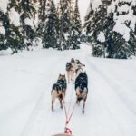 Rovaniemi: Lapland Wilderness Husky Safari 7,5 km - Post-Ride Warm Drinks and Stories by the Fire