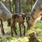Rovaniemi: Meet & Feed Reindeer at a 200-Year-Old Farm - Meet and Photograph Lapland’s Reindeer Herd