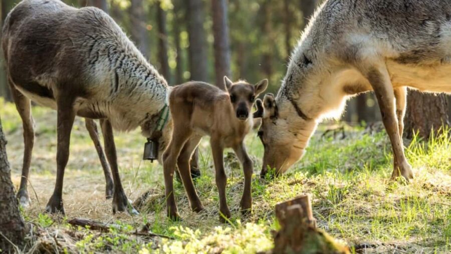 Rovaniemi: Meet & Feed Reindeer at a 200-Year-Old Farm - Meet and Photograph Lapland’s Reindeer Herd
