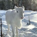 Rovaniemi: Northern Lights Safari on Electric Snowmobile - Electric Snowmobile Ride on Private Trails