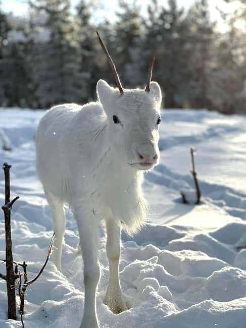 Rovaniemi: Northern Lights Safari on Electric Snowmobile - Electric Snowmobile Ride on Private Trails