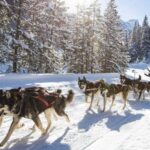 Rovaniemi: One Hour Husky Experience - What You Learn About Husky Care and Training