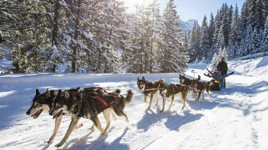 Rovaniemi: One Hour Husky Experience - What You Learn About Husky Care and Training