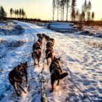 Rovaniemi: Private Husky Safari  Husky Ride & Hot Drinks - Visiting an Authentic Husky Farm in Rovaniemi