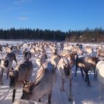 Rovaniemi: Private reindeer farm visit & culture experience - Meeting the Reindeer Herd in Finnish Lapland