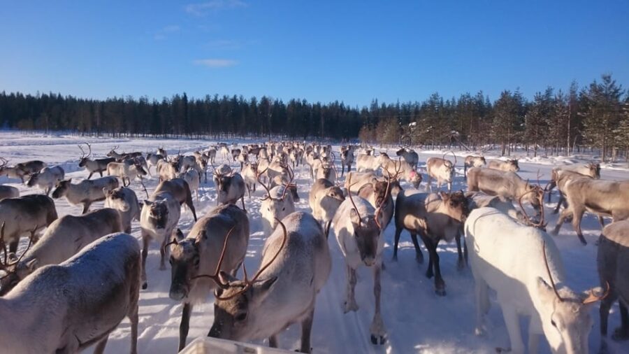 Rovaniemi: Private reindeer farm visit & culture experience - Meeting the Reindeer Herd in Finnish Lapland