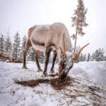 Rovaniemi: Private Reindeer Visit & 2.55 km Sleigh Ride - Visiting a Family-Run Reindeer Farm in Lapland