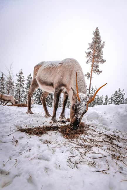 Rovaniemi: Private Reindeer Visit & 2.55 km Sleigh Ride - Visiting a Family-Run Reindeer Farm in Lapland