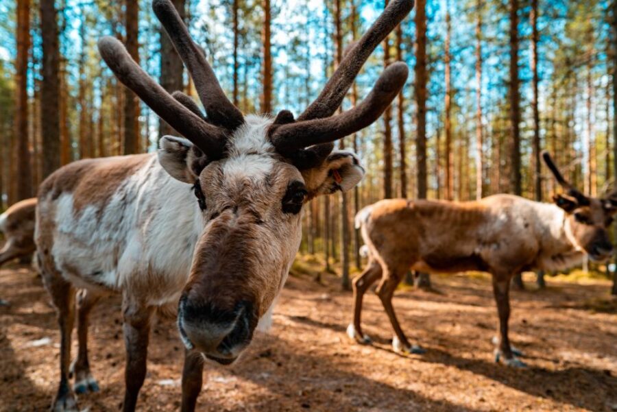 Rovaniemi: Quad Bike Safari, Reindeer & Husky Farm Visit - Visiting the Reindeer and Husky Farms in Lapland
