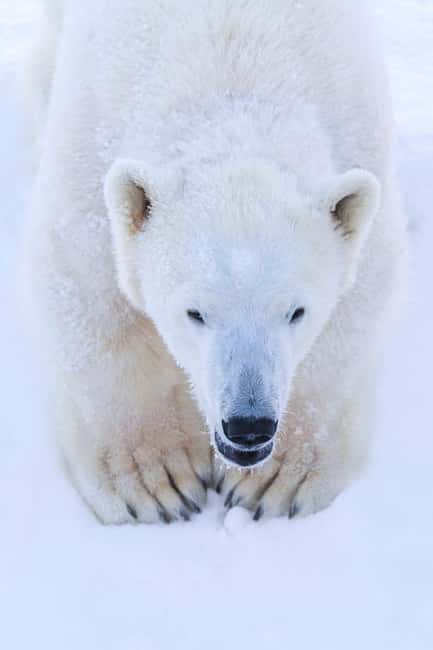 Rovaniemi: Ranua Arctic Wildlife & Hot BBQ lunch + Transfers - Who Will Enjoy This Tour Most