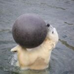 Rovaniemi: Ranua Zoo Wildlife Park Tour with hotel pickup - What Makes Ranua Wildlife Park Special